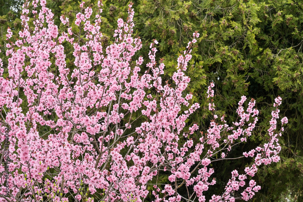 Obraz premium Blüte Zierkirsche, Buckow, Landkreis Märkisch-Oderland, Brandenburg, Deutschland