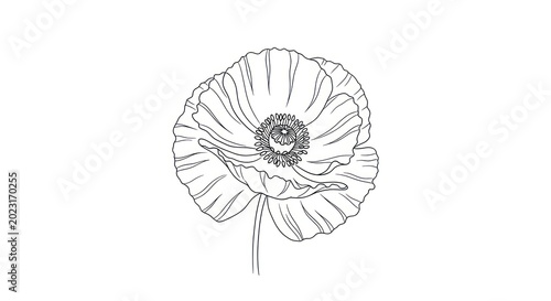 Delicate poppy flower line drawing.