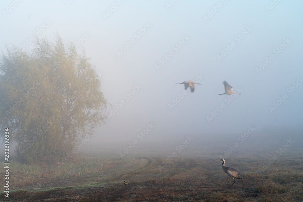 Fototapeta premium Birds in nature in Israel