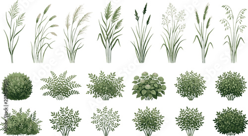 Fotografi Green plants bushes and wild field grasses isolated on white background set of b
