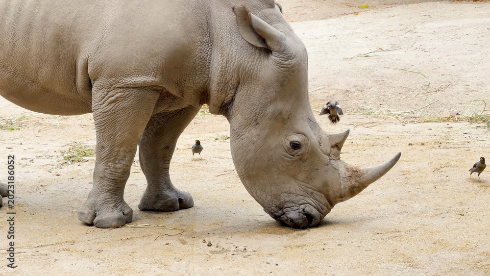 Fototapeta premium Close Up Profile of a White Rhinoceros Grazing on Sandy Ground