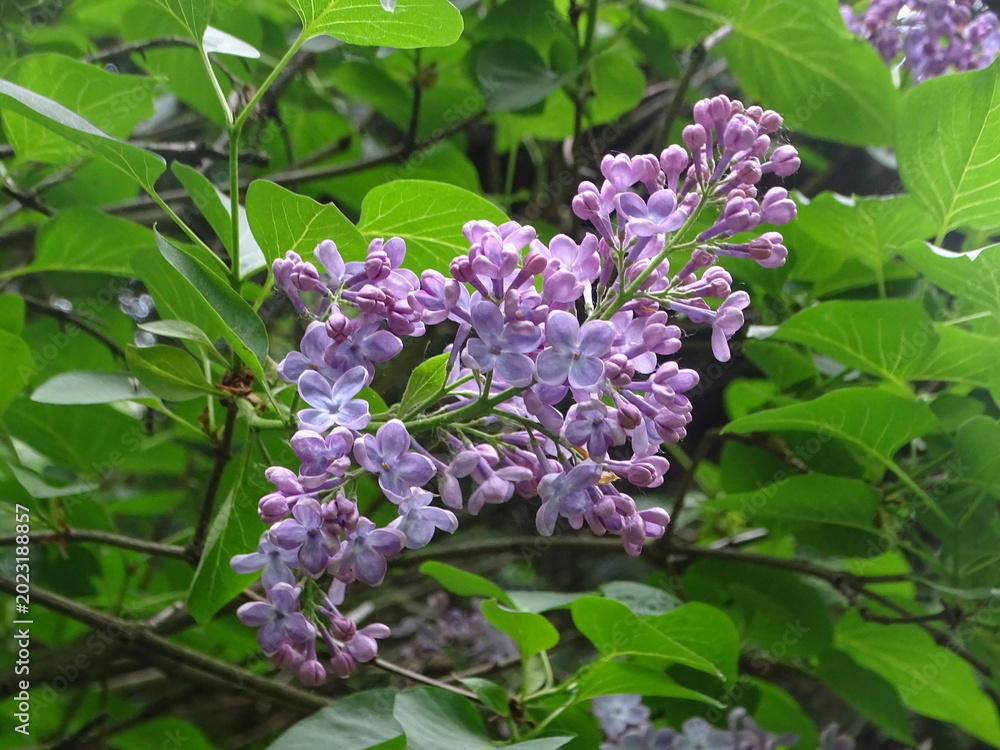 Fototapeta premium lilac flowers on a green background
