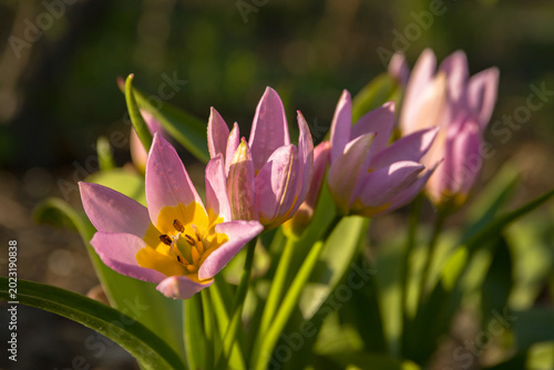 Pink tulips. Beautiful bouquet of tulips growing in garden. Macro colorful spring outdoor background. 