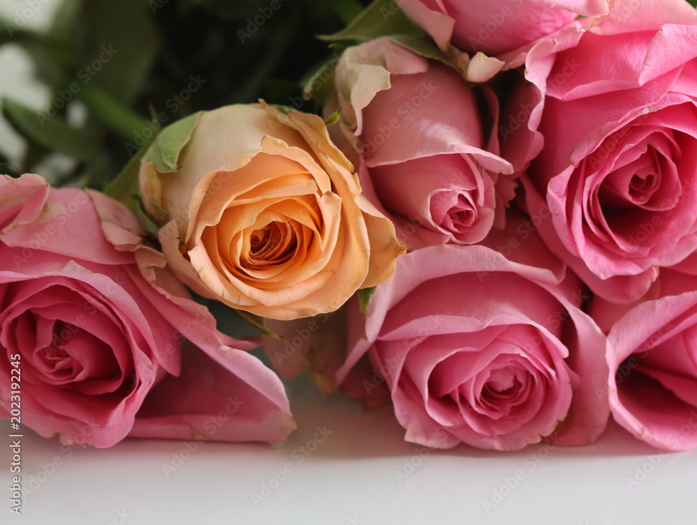 Fototapeta premium One rose is different color than others. For example graduation concept. Standing out of the crowd.