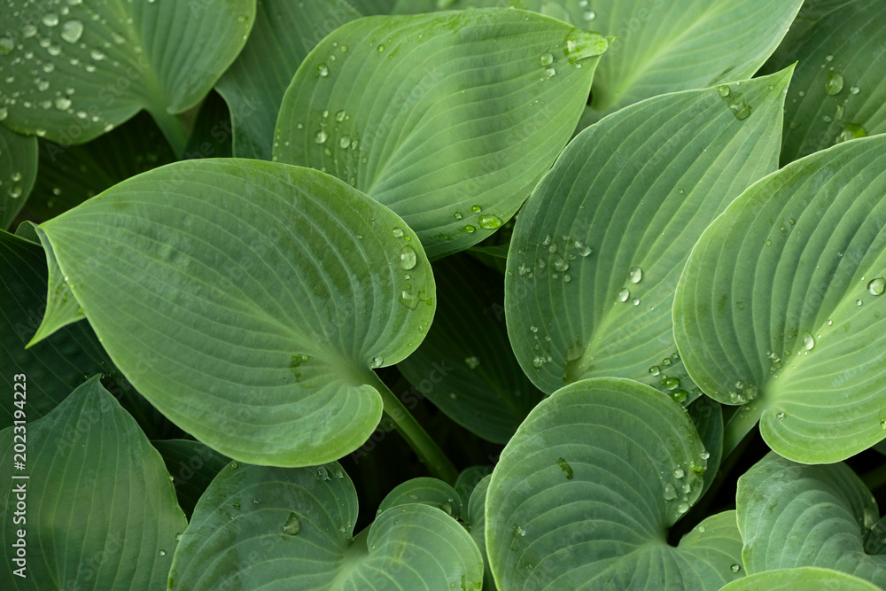 Obraz premium Water droplets on a green leafes after rain. Lotus effect, water droplets, innovation, business, relaxation, productivity, success – vibrant green wallpaper