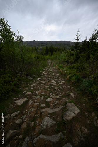 Fotografia Hiking trails through morbid Harz National Park forest
