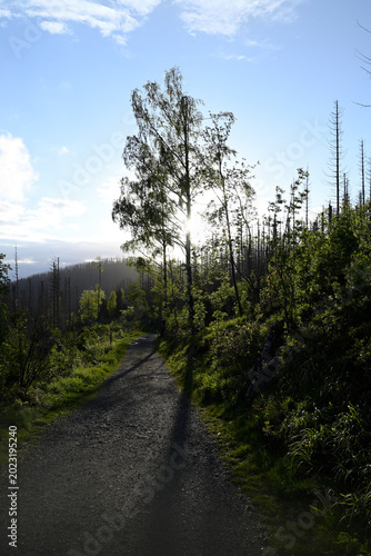 Foto Hiking trails through morbid Harz National Park forest