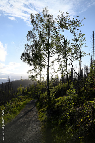Fotografia Hiking trails through morbid Harz National Park forest