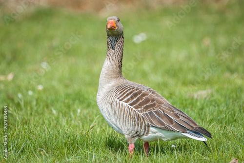 Curious greylag goose looking toward camera