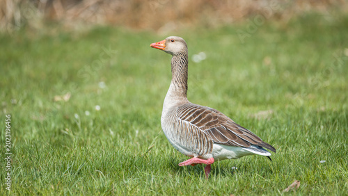 Greylag goose walking through green spring meadow