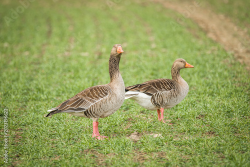 Pair of greylag geese standing in rural meadow