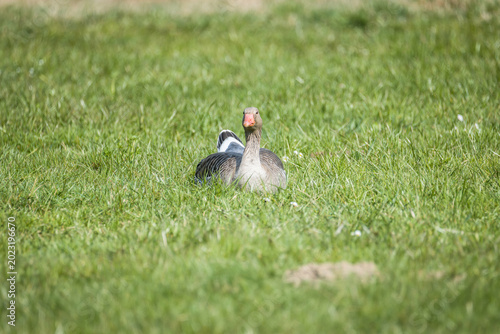 Greylag goose resting in grassy field