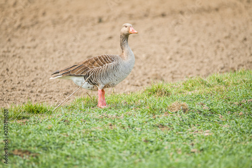 Greylag goose standing near agricultural field