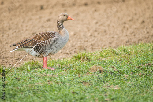 Greylag goose in rural landscape with copy space