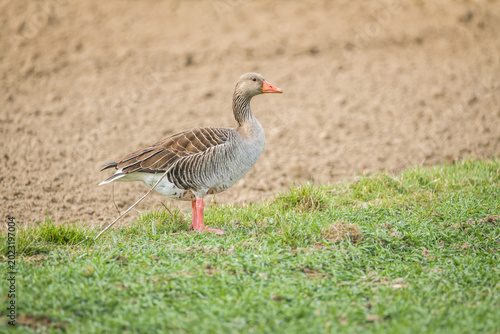 Wild greylag goose standing on grassy hillside