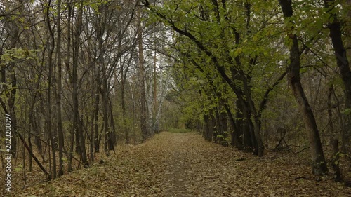 Autumn trail through the forest strewn with yellow leaves. The concept of autumn. autumn park.