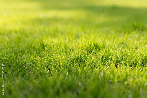 Closeup of vibrant green grass