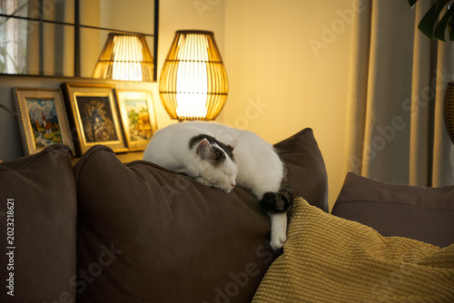 Foto Cat sleeps on sofa with yellow blanket in cozy living room during evening time