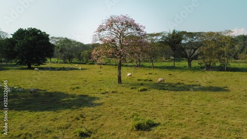 Pink flowering tree stands in grassy cattle pasture within Costa Rica