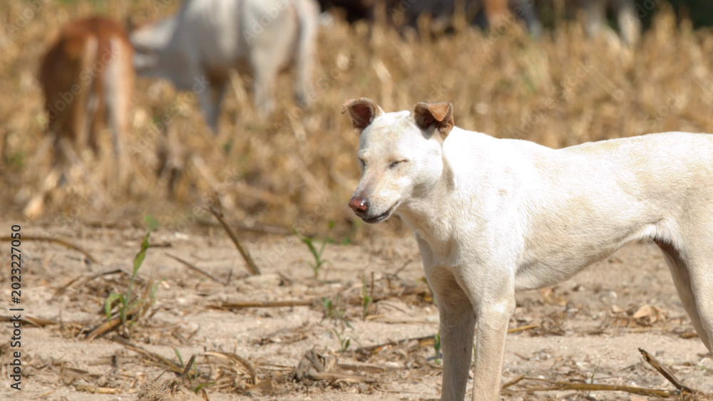 Fototapeta premium White Stray Dog Standing in a Dry Field in Khao Yai Thailand