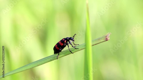 Macro shot of a bright black and red Poisonous Blister Beetle, Mylabris pustulata