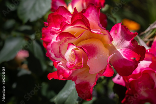 Quadro su tela Detailed macro photography of a multi colored pink and cream rose blossom with s