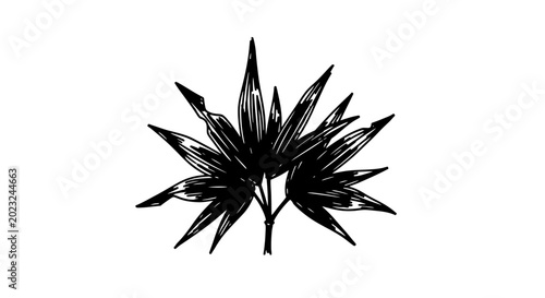 Fotografia Hand-drawn sketch of a spiky plant or leaf in black and white