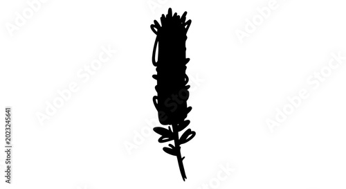 Tableau sur toile Black silhouette of a bottlebrush flower on a white background