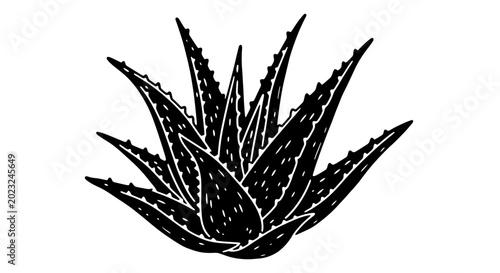 Quadro su tela Aloe Vera Plant Silhouette, Hand-Drawn Style, Isolated on White