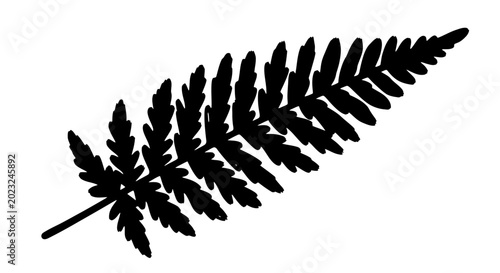 Photos Black silhouette of a fern frond on a white background.