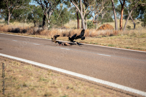 Εκτύπωση καμβά Birds Eating Highway Animal Carcass.
