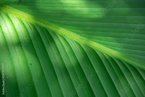 Fotografija close up of fresh green tropical leaves with sunlight shadows on a white wall ba