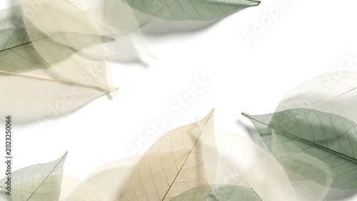Green and beige leaves on white background