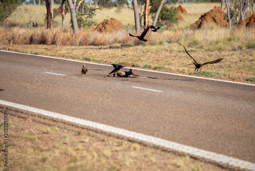 Photos Birds Eating Highway Animal Carcass.