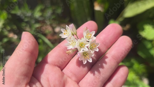 Close-up footage of a human hand gently holding delicate small white flowers outdoors under bright natural sunlight. Suitable for wellness, nature, human connection, and botanical themes.