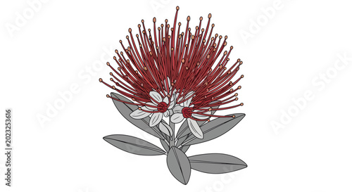 Obraz na plátně Illustration of a red pohutukawa flower with gray leaves on a white background