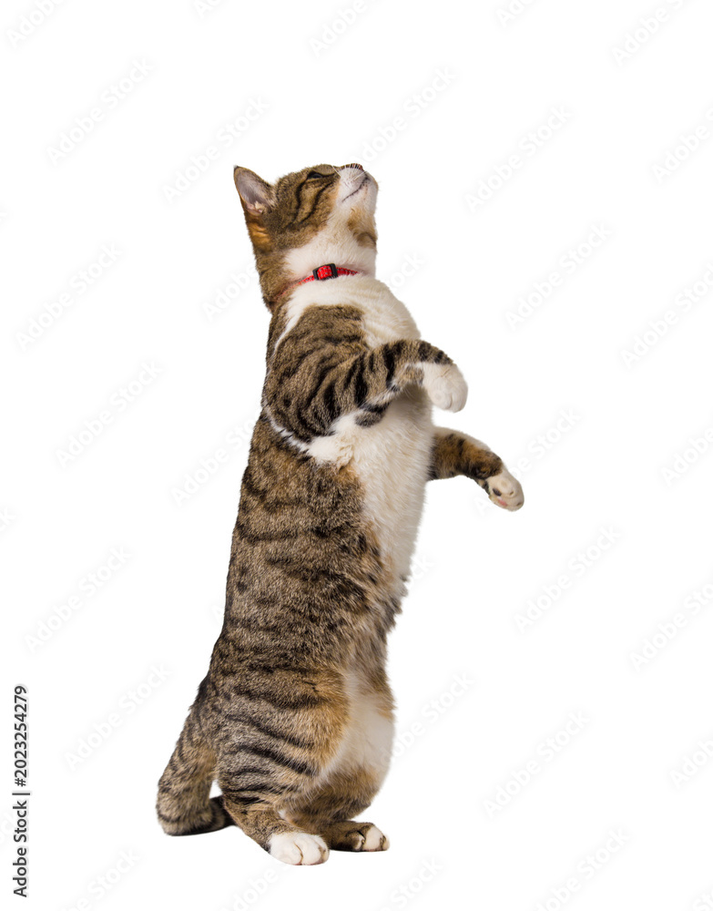 Fototapeta premium Side view full length portrait of playful cute cat standing up on hind paws trying to catch something in air isolated on transparent background with copy space