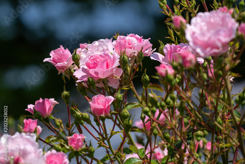 薔薇の季節