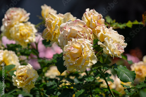 晴天と白い薔薇
