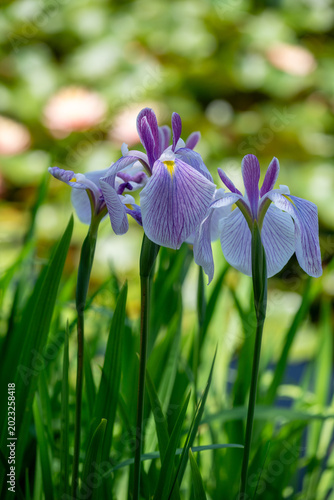 青天の菖蒲