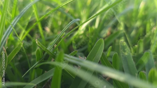 Macro-style close-up video of fresh green grass blades outdoors with soft sunlight and shallow depth of field. Perfect for spring, gardening, ecology, and nature stock footage.