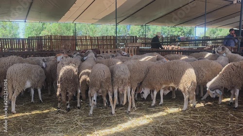 sheep - Moroccan Ram, Traditional Moroccan Livestock Market with Sheep for Eid al-Adha