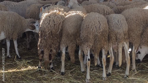 sheep - Moroccan Ram, Traditional Moroccan Livestock Market with Sheep for Eid al-Adha