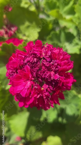 Portrait footage featuring a bright pink flower centered against a soft blurred green garden background. Excellent for floral stock footage, botanical content, and vertical media projects.
