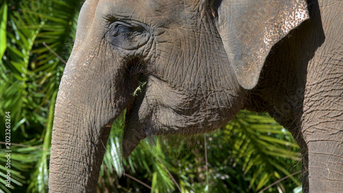Canvas Print Close Up Profile of an Asian Elephant Chewing Grass in Sunlight