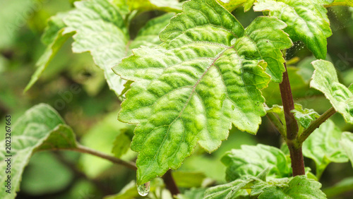 Fotografie close up of patchouli leaves on plantation in indonesia