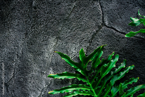 Foto close up of a large green leaf in the foreground with a calm water surface and a