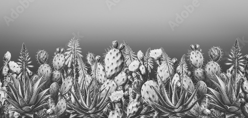 Vintage Style Cactus and Palm Illustration