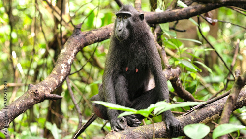 Photos an adult female Celebes crested macaque, macaca nigra, sitting on a branch in ra