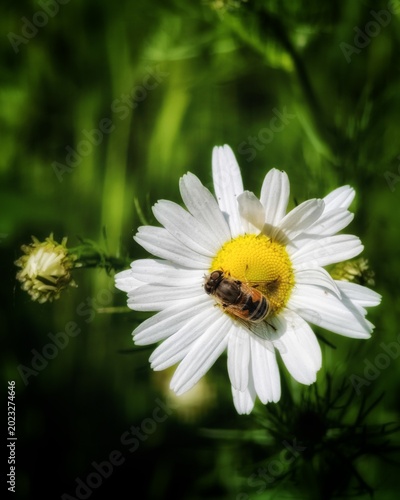 Bild auf Leinwand Close-up macro photograph of a hoverfly (Syrphid fly) on a white daisy flower collecting nectar